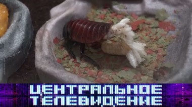 Выпуск от 6 июня 2020 года 06.06.2020