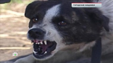 «Городские хищники» 03.02.2022