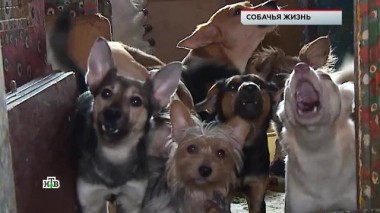 «Собачья жизнь» 03.02.2023