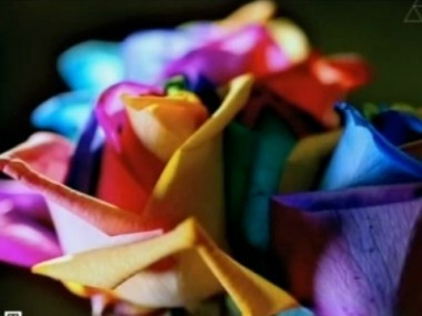 Цветочные технологии, хитрые окна и гаджеты будущего 03.03.2013