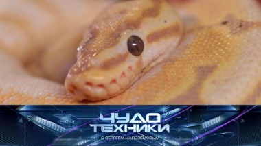 Домашние гады и технологии для них, тест необычных смартфонов и проверка расчески-выпрямителя 21.12.2024