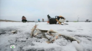 Гаджеты для рыбака и рыбки, телевизоры будущего и технологии против варикоза 17.01.2015