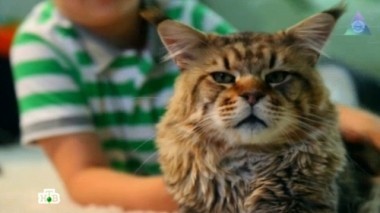 Гаджеты для животных, мини-печь, стиральная перегрузка и игрушечный мир 23.06.2013