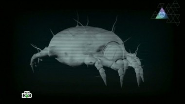 Клещи в постели, борьба с растяжками и эвакуация при пожаре 28.09.2013