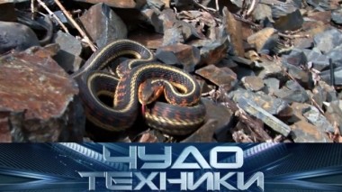 Кому нельзя носить обувь на плоской подошве и что делать, если укусила змея? 09.06.2018