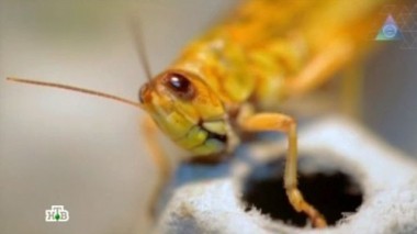 Меню из насекомых, опасность УЗИ и альтернатива утюгу 11.05.2013