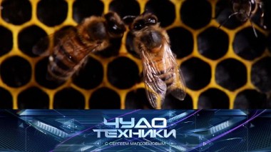 Пчелиный апокалипсис и все о перманентном макияже 28.10.2023