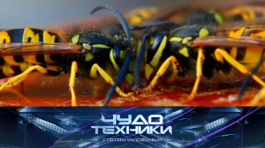 Способы борьбы с осами, новые правила оказания первой медицинской помощи и тест машинки-полотера 13.09.2025