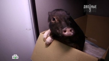 Мясоеды против вегетарианцев 13.01.2017