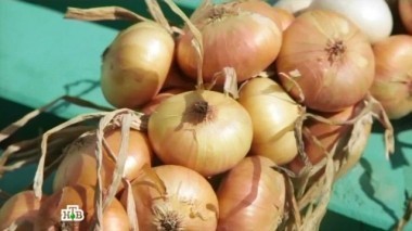 Интересные факты о луке, зависимость от семечек и все о вегетарианстве 15.10.2016