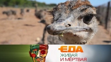 Как устроены страусиные фермы, еда под охраной ЮНЕСКО и печенье, подрывающее здоровье 27.10.2018