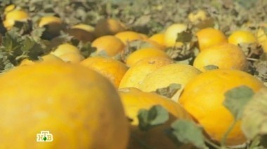 Почему дыня на ночь опасна, как правильно есть горох и какие продукты полезны для волос 22.10.2016