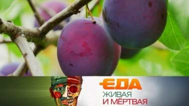 Польза слив, проверка йогуртов и самая дорогая ветчина в мире 19.10.2019