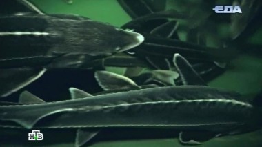 Рыба большая и маленькая: чем ее кормят на фермах и как распознать крашеную? 06.05.2016