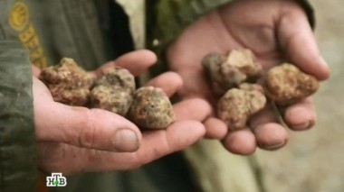 Спецвыпуск. Вся правда о грибах 26.11.2016