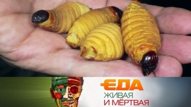 Все о пшенице, насекомые как альтернативный источник белка и выбор творога 07.12.2019