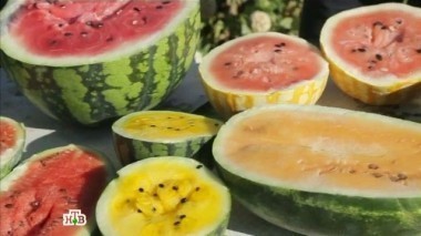 Вся правда об арбузах, из какой рыбы лучше варить уху и рецепты блюд за пять минут 24.09.2016