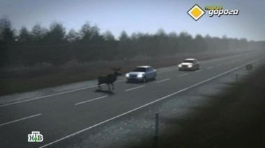 ДТП с диким зверем, собачий краш-тест и ОСАГО в наказание 19.09.2014