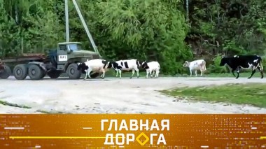 Аварии с животными и возмещение ущерба, управление скутером и правила пикапа с жестким ходом 20.08.2020