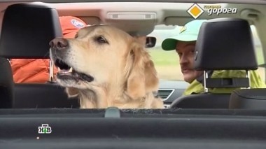 Как нужно перевозить питомцев, особенности езды на мокром асфальте и трансформер из десятки 27.05.2017