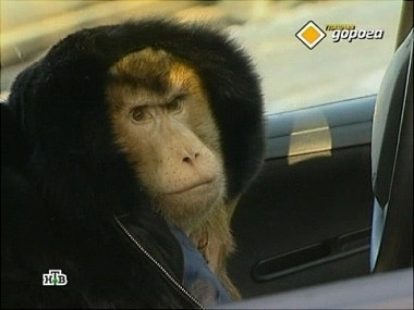 Обезьяна с гранатой, проблемная гарантия и Алибасов-навигатор 08.03.2013