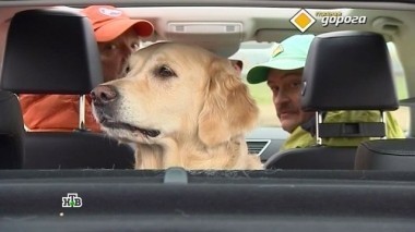 Правила перевозки питомцев в машине, крутые виражи с Владиславом Дёминым и трансформер из десятки 18.08.2017