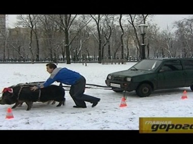 Такси: трудности переезда для иностранцев; свинья под капотом и звездный патруль 01.01.2000