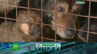 31 января 2017 года 01.02.2017