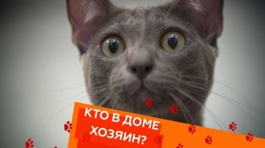 Что делать, когда питомцы громят жилье, и как организовать свой конный клуб? 19.09.2019