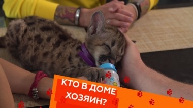Дикий нрав котенка пумы и 6 правил обращения с собаками 27.09.2019