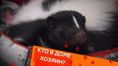 Игры со скунсом, гиперактивный терьер и общение с глухой кошкой 23.05.2019