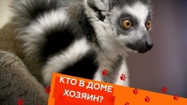 Кошачьи лемуры, зависимость от питомца и все о кошках породы британская шиншилла 02.02.2019