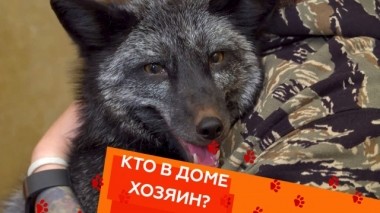 Лиса в квартире и укрощение строптивого маламута 26.10.2018