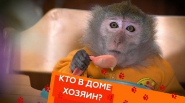 Мифы о содержании обезьян, мареммо-абруццкая овчарка и выгул котов 02.03.2019