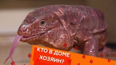 Одинокий аргентинский тегу, вражда между кошками и агрессивный французский бульдог 23.02.2019