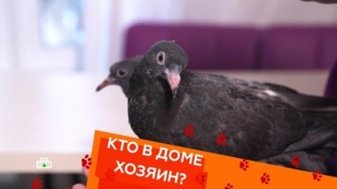 Почему не стоит подбирать голубей, кошка, бегающая по стенам, и непослушные чау-чау 23.03.2019