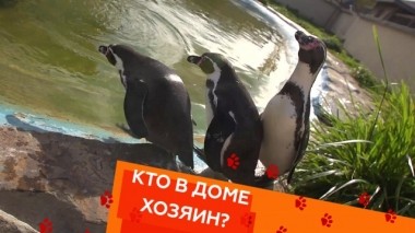 Почему пингвины боятся воды, а также - как усмирить чихуахуа и отучить кота пугаться своего отражения 25.10.2019