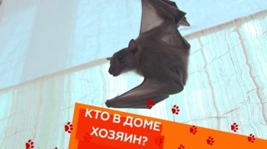 Правила содержания нильского крылана и выгула бунтующего шпица 13.09.2019