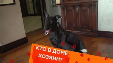 Простой способ отучить собаку от подгузников, методы заставить кота похудеть и вывести верблюда из апатии 11.10.2019