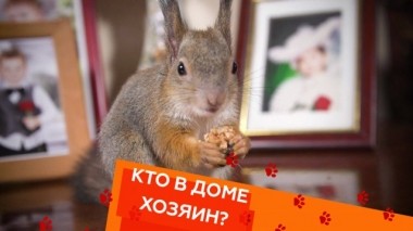 Ручная белка в квартире, агрессивный метис амстаффа и вредные привычки мейн-куна 12.04.2019