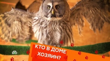 Ручная неясыть, 5 котов в квартире и дрессировка ротвейлера-тирана 09.05.2019