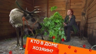 Северный олень, кот и пес в одном доме, причуды бордер-колли 30.05.2019