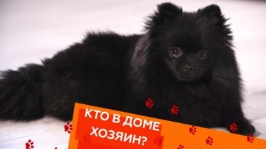 Шпиц-обуза, неприхотливый сенегальский галаго и царапающийся кот 02.05.2019