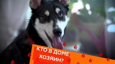 Социализация дворняги, содержание сурков и кот-интеллектуал 29.03.2019