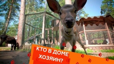 Стоит ли заводить олененка, как успокоить щенка пти-брабансона и можно ли заполучить доверие уличного кота 04.10.2019