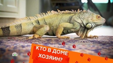 Техника безопасности общения с игуаной, кошка-воришка и приступы ярости у пса 26.04.2019