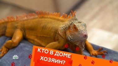 Террариум для игуан и обучение глухого пса командам 12.10.2018