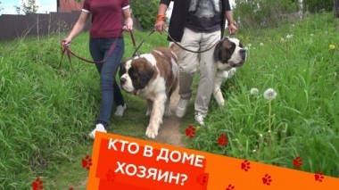 Трудности с крупными собаками, недотрога манчкин и страусиха Фрося 14.06.2019