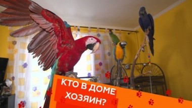 Уход за ара, кот с ожирением и плохая привычка энтлебухер зенненхунда 05.04.2019