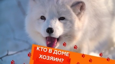 Уход за песцом, бесстрашный пражский крысарик и кот, игнорирующий лоток 09.03.2019